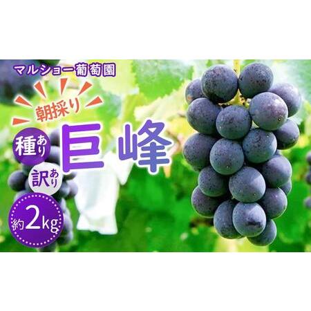 ふるさと納税 朝採り 巨峰「種あり」 訳あり品 約２kg＜2024年8月中旬〜発送＞   巨峰 朝採り巨峰 ぶどう ぶどう先.. 愛知県大府市