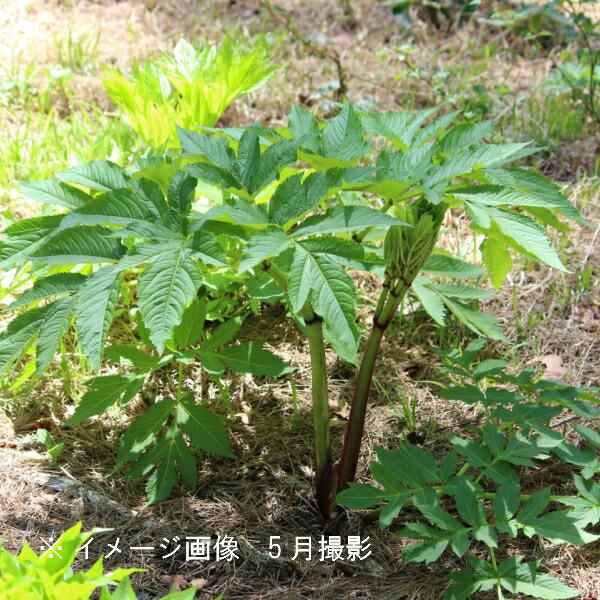 エゾニュウサク 10.5cmポット苗 山菜苗 耐寒性多年草 エゾニュウ 15葉が展開中