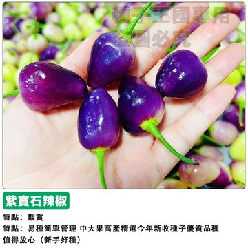 紫珍珠辣椒種子 觀賞辣椒 盆栽辣椒 紫色燈籠椒 觀果植物 可食用 室內陽台種植 四季結果 好種植 新手適用 花禮盆栽