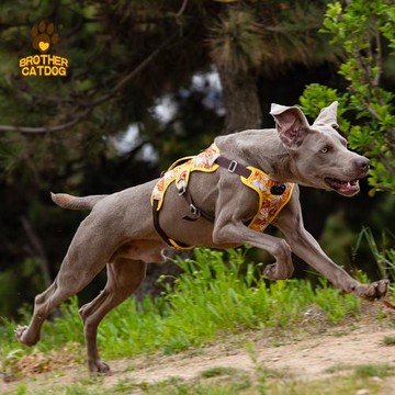 新款胸背帶亞馬遜熱賣防掙脫柔軟舒適夜間反光狗背帶批發寵物用品