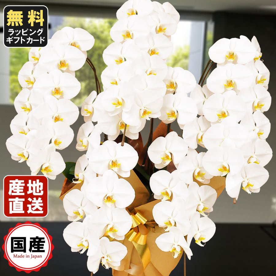 お中元 胡蝶蘭 大輪5本立ち55輪以上 白 会社設立 オープン 内祝い スタンド 大輪 ３本立ち ５本立ち お悔や花 お供え 葬儀 葬式 仏事 法事 １回忌 献花 おしゃれ 通販 Lineポイント最大0 5 Get Lineショッピング