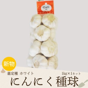 嘉定種ホワイト種球（特栽にんにく）1kg×1ネット 中国産