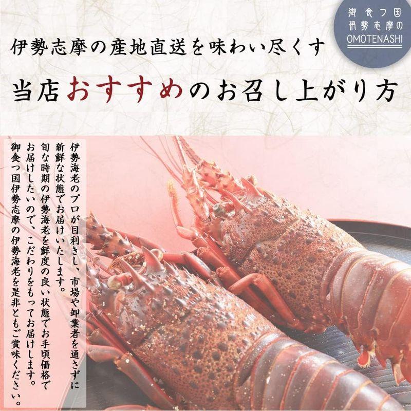 伊勢海老 伊勢志摩産 活き 伊勢エビ 刺身 産地直送 天然 伊勢えび 三重県産 伊勢志摩直送 《約500g 2尾》 お歳暮 ギフト