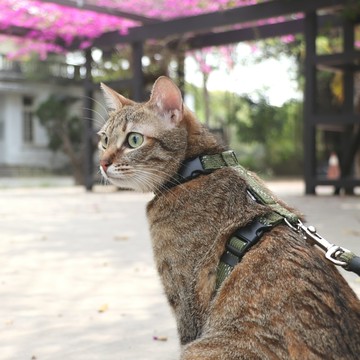 閃電系列貓兔用胸背組軍綠