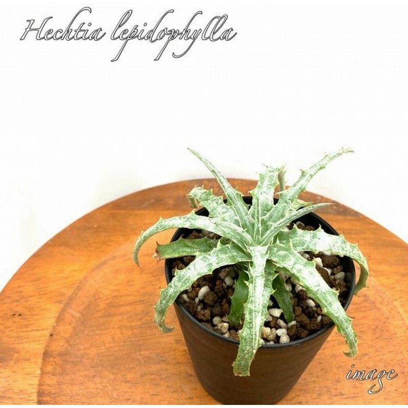ヘクチア レピドフィラ 観葉植物 おしゃれ 壁掛け インテリア 小型 ミニ 吊り下げ 室内 ヘクティア Hechtia Lepidophylla 通販 Lineポイント最大0 5 Get Lineショッピング
