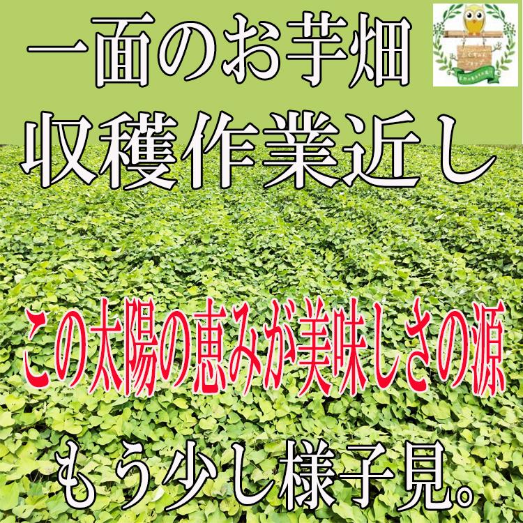 さつま芋　黄金千貫×１０kg　砂付き　2023-7-30 収穫（初物）