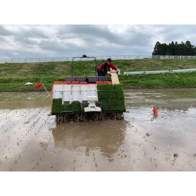 水菜土農園新潟県産 こしひかり 30kg (5kg×6袋) 令和4年産 古代米お試し袋付き