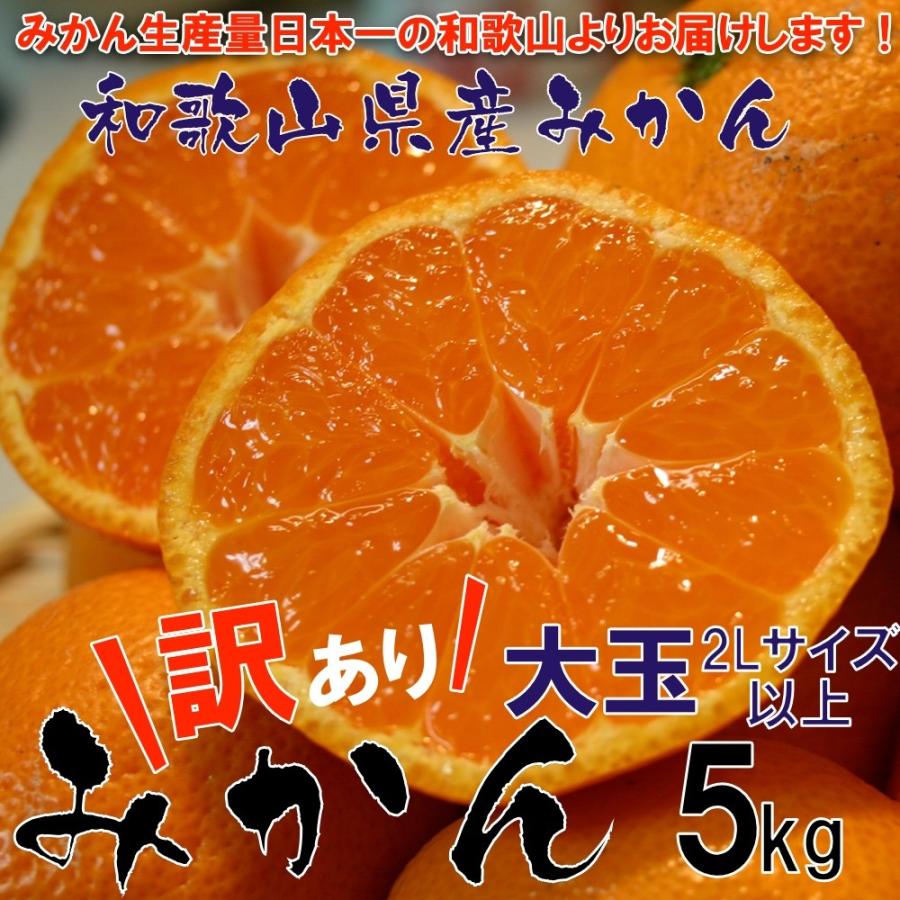 みかん 和歌山 訳ありみかん 大玉 (2Lサイズ以上) 5kg (傷あり サイズ不揃い ご自宅用) 送料無料 10月中旬以降より発送開始