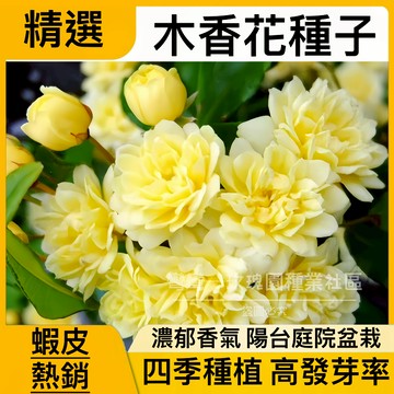 現貨 木香花種子 （250粒）多款顏色可選 七裏香 香味濃郁 濃香庭院 爬墻植物   庭院盆景 耐寒 四季開花 發芽率高