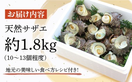 天然活サザエ約1.8kg10-13個程度[KAB006]  長崎 平戸 魚介類 天然 サザエ