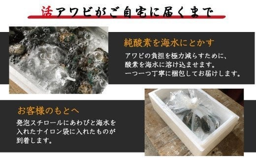 極上！紀州蝦夷鮑×12個　五つ星旅館にも出荷される極上アワビ＜日付指定OK＞