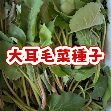 🌿大耳毛菜種子驚喜上市！打造家庭菜園必備，生長快速鮮嫩可口，立即搶購享受種植樂趣！✨