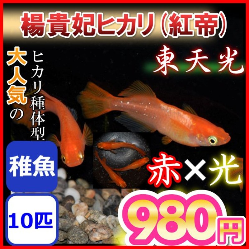 堅実な究極の 金魚 オタマ金魚ミックス 約3cm〜6cm前後 金魚ミックス 3