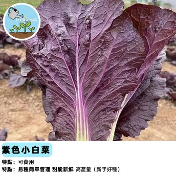 【紫色小白菜】紫微星小松菜種子 日本油菜台灣現貨 快收四季蔬菜種子 耐熱小白菜陽台盆栽 家庭菜園有機種植 新手友善