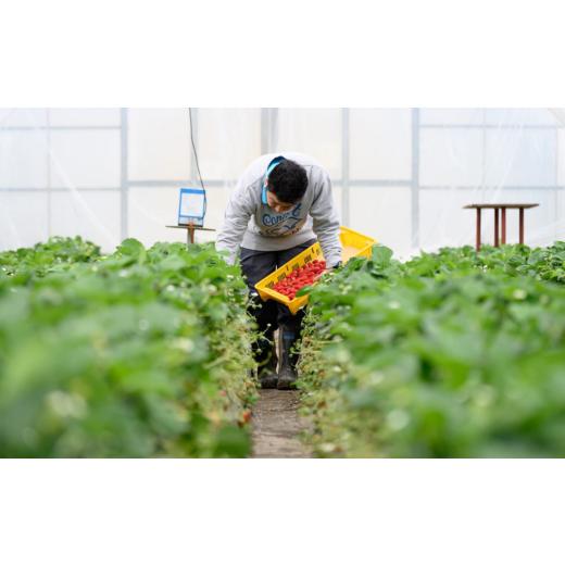 ふるさと納税 茨城県 常陸太田市 桧山FRUITFARM 朝採れ 厳選いちご  ４パック× 3回 　【茨城県 常陸太田  大粒 いちご いばらキッス ひたち姫 …