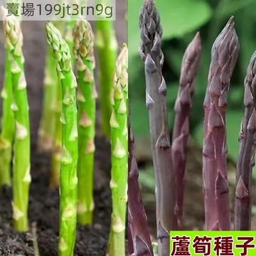 現貨蘆筍種子（100粒）新手四季可種 一次種植 多年采收 當年采收 高產耐旱耐旱蔬菜之王種子 綠蘆筍 紫蘆筍 白蘆筍