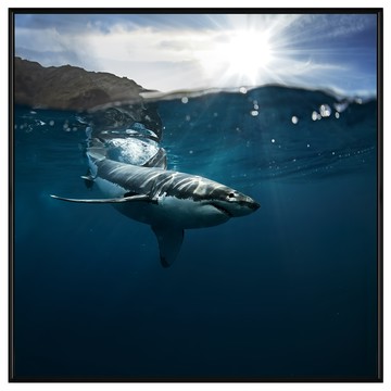 菠蘿選畫所 大白鯊掛畫 - 海洋生物主題藝術掛畫  60 x 60cm  黑色