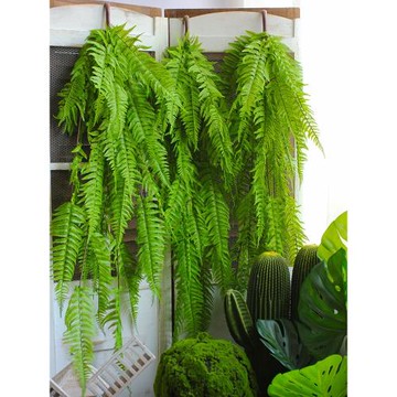 仿真大號蕨類壁掛仿真超長綠色植物背景墻上裝飾櫥窗植物角造布景