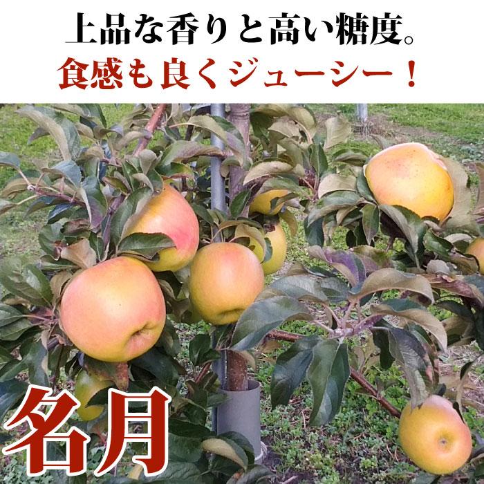 りんご 訳あり 青森県産 名月 家庭用 キズあり 5kg 産地直送 産直 自宅用 ワケあり お試し 試食 食べ物 旬の くだもの 果物