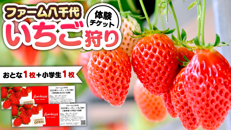 いちご狩り体験 チケット おとな1枚 小学生1枚 いちご狩り 体験 イチゴ 苺 フルーツ 果物 食べ放題 [BP001ya]