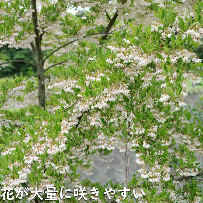 daifukujyubyou_502164fay2119k3