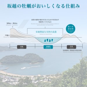 定期便 牡蠣 坂越かき 剥き牡蠣 500g×2[ 生牡蠣 かき カキ むき身 剥き身 生食 冬牡蠣