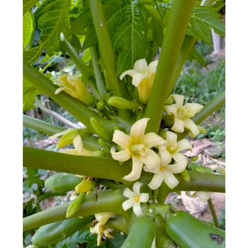 ❀台灣當天發貨❀20款木瓜種子木瓜種籽番木瓜 四季播種種子甜瓜種子紅心木瓜種子紅心牛奶木瓜木瓜籽薄皮多汁四季種植水果