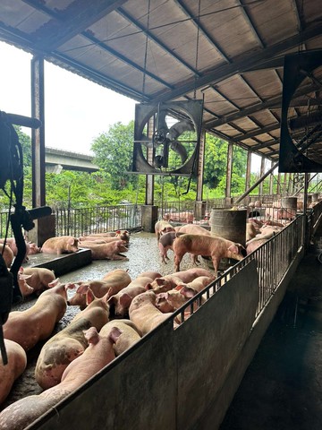 竹田｜大地坪｜合法豬舍｜畜牧場登記｜屏東縣竹田鄉新田段