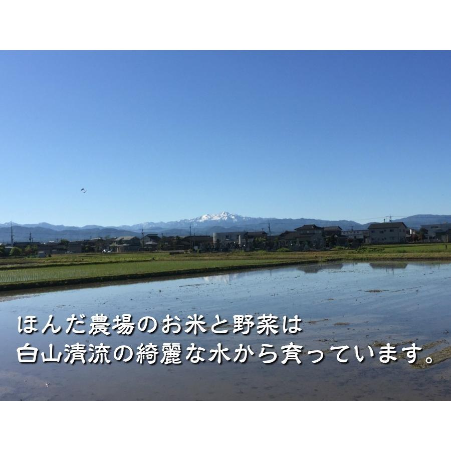 令和5年産 新米 お米 30kg  石川県産  加賀百万石 厳選 コシヒカリ