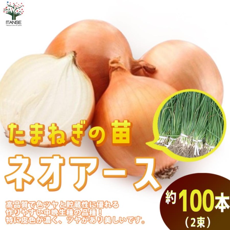 ITANSE 玉ねぎ抜き苗 品種：ネオ・アース(中晩生) 野菜の苗 約100本