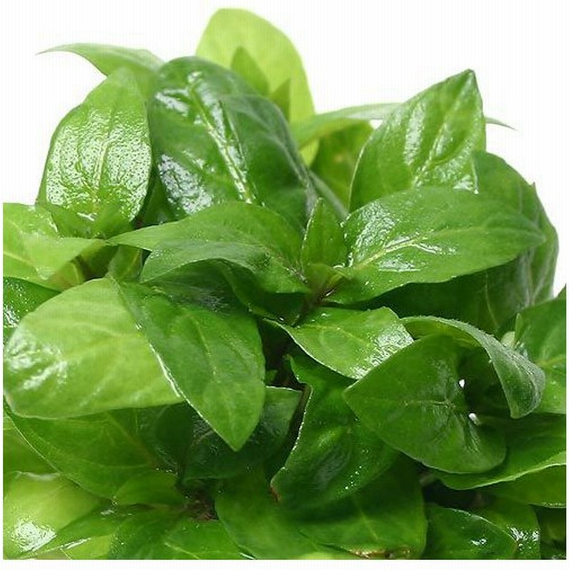 水草 ストロギネ レペンス トロピカポット 無農薬 １ポット分 通販 Lineポイント最大0 5 Get Lineショッピング