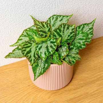 地氈海棠 莫蘭迪色系直紋陶盆 室內植物 觀葉植物 禮物 盆栽