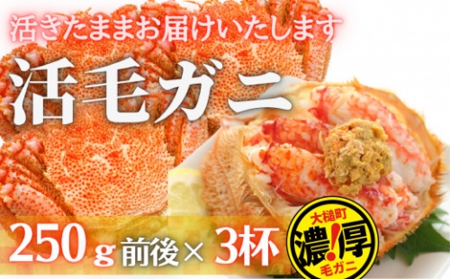 三陸産 三陸活毛ガニ 250g×3杯（3尾）　天然 国産 冷蔵 三陸直送 濃厚 かに 蟹 カニ 毛ガニ 毛蟹 毛がに