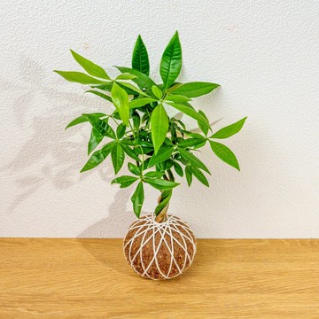 苔球植物 馬拉巴栗苔球 苔玉 禮物 送禮 桌上盆栽