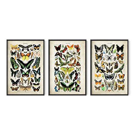 HAUS AND HUES Butterfly Poster Vintage Set of Vintage Nature Posters Butterfly Art Vintage Botanical Prints Posters for Room Aesthetic Vintage But