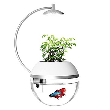 ARKY 香草與魚Herb&Fish®Ｘ