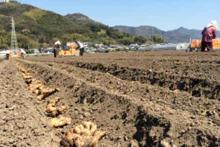 生姜一筋70年の生姜老舗問屋 黄金しょうが2kg 生姜 生産量日本一 おかず お料理 しょうが 料理 飲み物 Xnb-0004