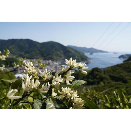 ふるさと納税 とびっきりの愛媛片山果樹園　温州みかん３kg（家庭用大小混合） 愛媛県西予市