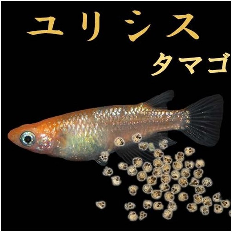 国内外の人気 プレミアムメダカ 紅鱗光 タマゴ２０個 メダカ 生体 めだか 血統 目高 Medaka 変わり 高級 種類 繁殖 産卵 飼育 綺麗 新種 フィン Mirima Fr