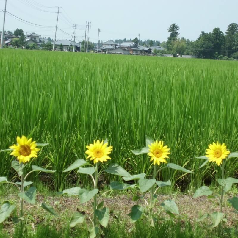 米 こしひかり 10kg（精米）新潟産 美味しいお米 農家直送 全国配送