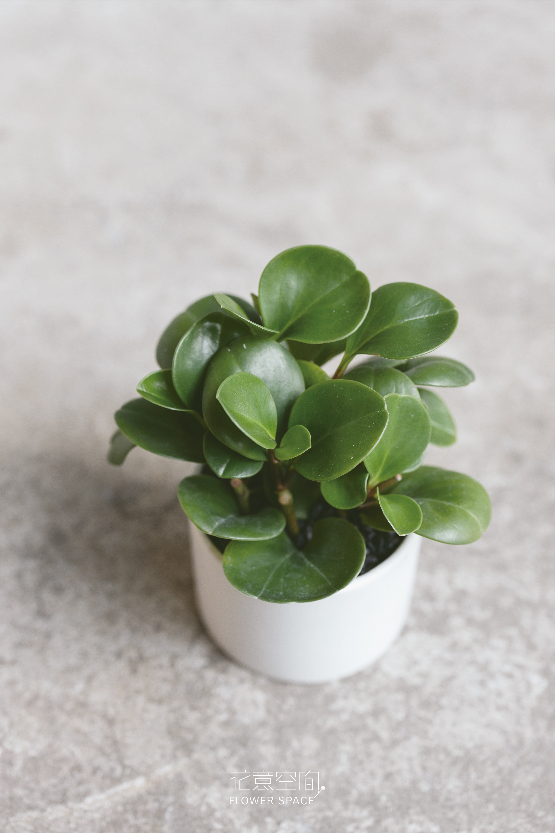 圓葉椒草植栽