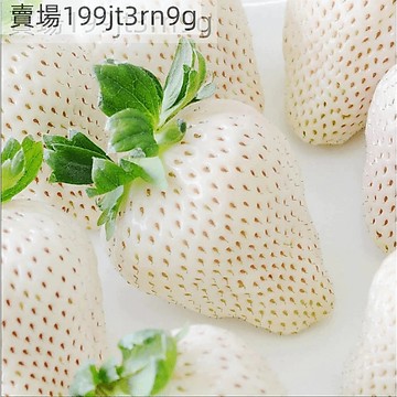 現貨🍓草莓種子🍓（1000粒）天使果实（天使の実）種子 超值200粒裝 原日本草莓品種 原產地稀有天使果实草莓種子