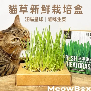 MEOWBOX. 汪喵星球 台北現貨 貓草DIY組 貓草新鮮栽培盒 無土栽培 水培貓草 無土貓草 貓咪生菜 化毛 貓草