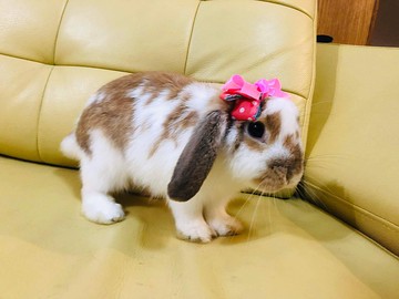 Q1-手工寵物生日帽子寵物髮飾頭套兔兔牽繩衣配件兔子花圈