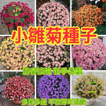 小雛菊種子 雛菊種子 瑪格麗特 法蘭西菊 延命菊 四季開花 爆盆植物庭園花卉花壇邊緣易種好活景觀綠化 可愛小花 春季花海