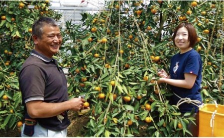 山北温室みかん2.5kg 果物 柑橘類 蜜柑 糖度高め フルーツ Bku-0012