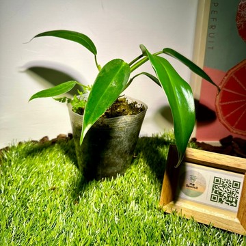 墨西哥蔓綠絨(物流勿選蝦皮店到店,會黃葉)｜斑啾植選｜觀葉植物｜室內植物｜淨化空氣｜盆栽｜白龜｜鹿角蕨｜龜背芋｜INS