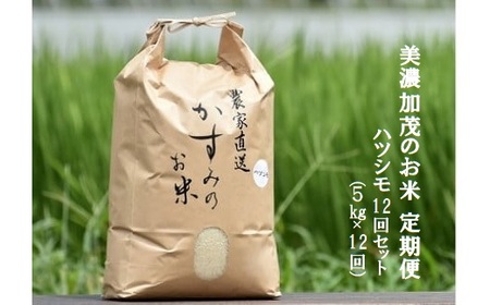 美濃加茂のお米定期便12回セット（5kg×12回） ハツシモ 春見ライス 米 コメ M82S01