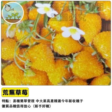 🍓黃色草莓種子 白草莓種子 稀有夢幻品種 菠蘿草莓 雪兔 淡雪 庭院陽台可種 盆栽食用水果 家庭農場DIY