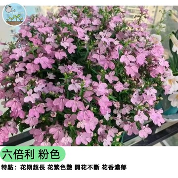🌸【爆花成球】六倍利 粉色種子 翠蝶花 翠蝶花 陽台吊盆植物 開花機器 四季秋海棠 庭院花壇邊緣 垂吊型 花量超大
